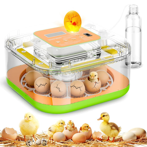 ZOZOO incubator hatching eggs set-up for home use with easy monitoring.