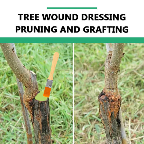 Grafting site treated with Zriechs Tree Wound Sealer promotes sealing.