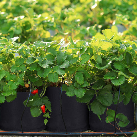 Zubebe heavy-duty black grow bags durable outdoor planting solution