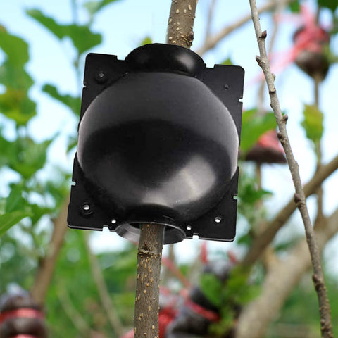 ZUCKBOX air-layering action demonstrates non-destructive plant cloning