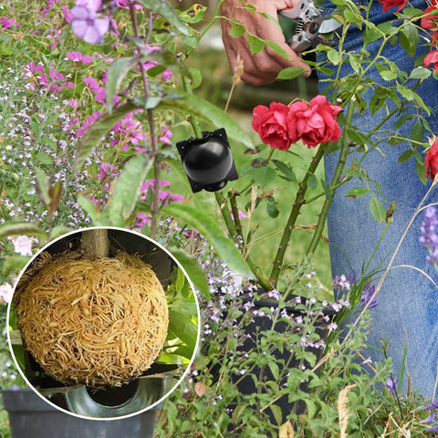 ZUCKBOX suitable for indoor and outdoor propagation of roses and trees