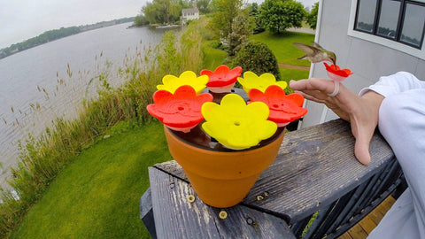 ZUMMR seven vibrant color options for backyard decor.