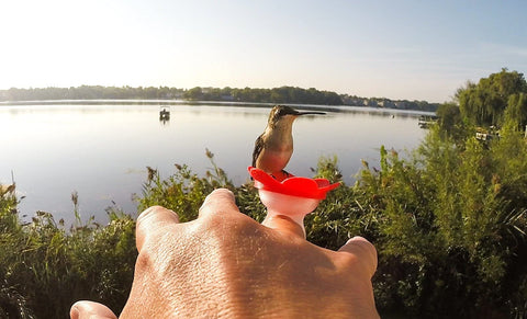 ZUMMR red feeder USA-made and UL-certified for safety.