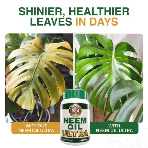 Nani's Neem oil dilution being mixed for garden spray