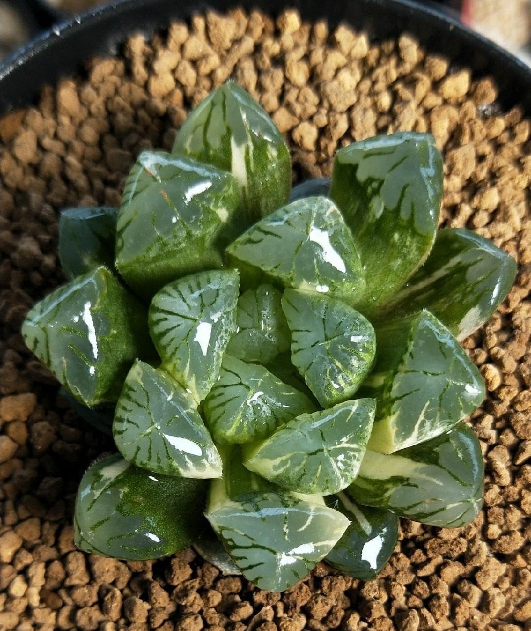 ZzbTwinkle Akadama substrate maintains structure for years, reducing compaction.