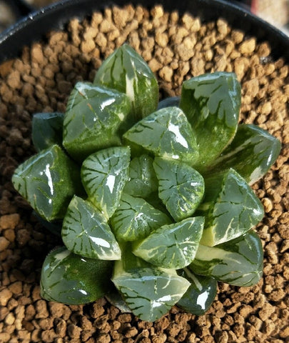 ZzbTwinkle Akadama substrate maintains structure for years, reducing compaction.