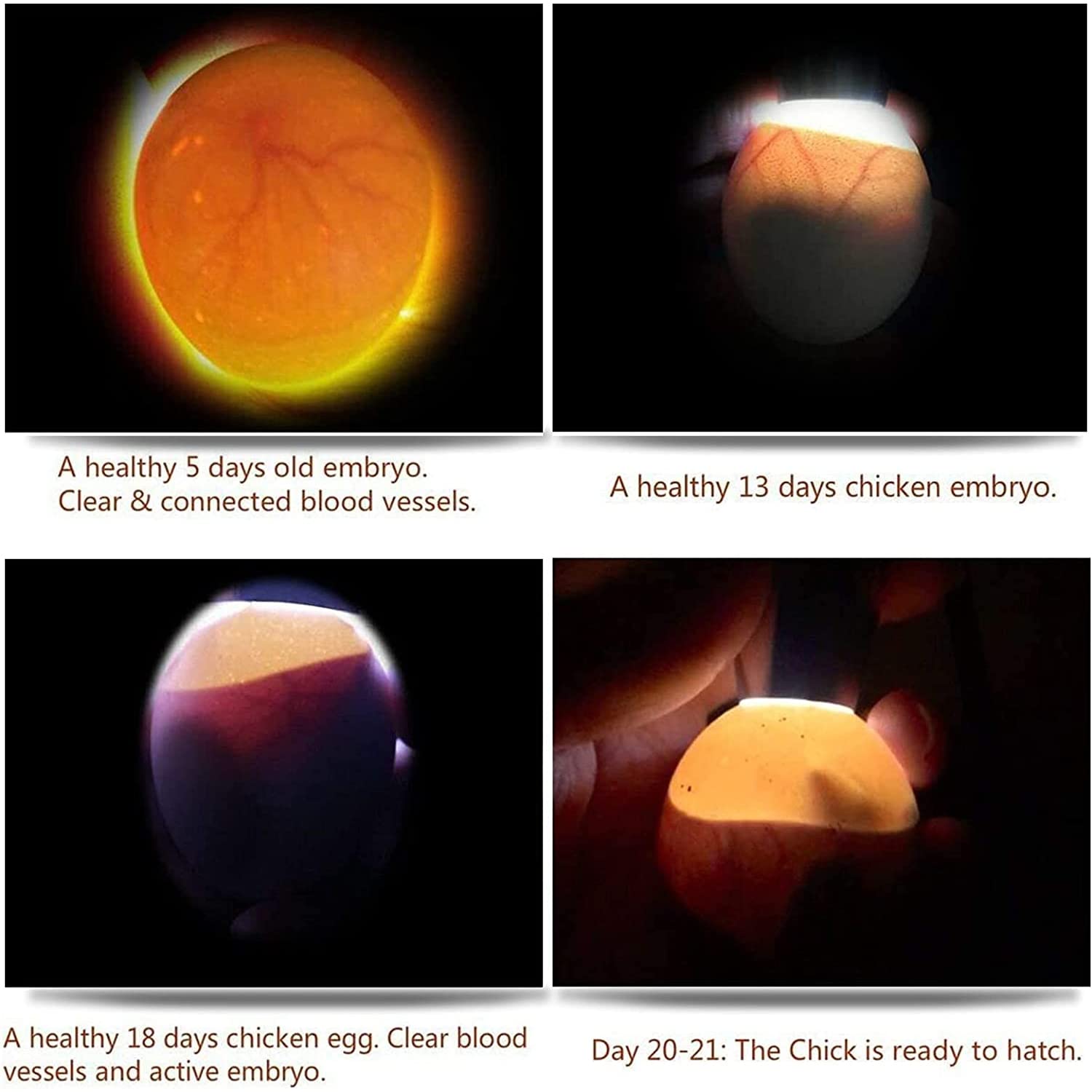 ZZBUY egg incubation aid supports hands-on learning in classrooms and homes.