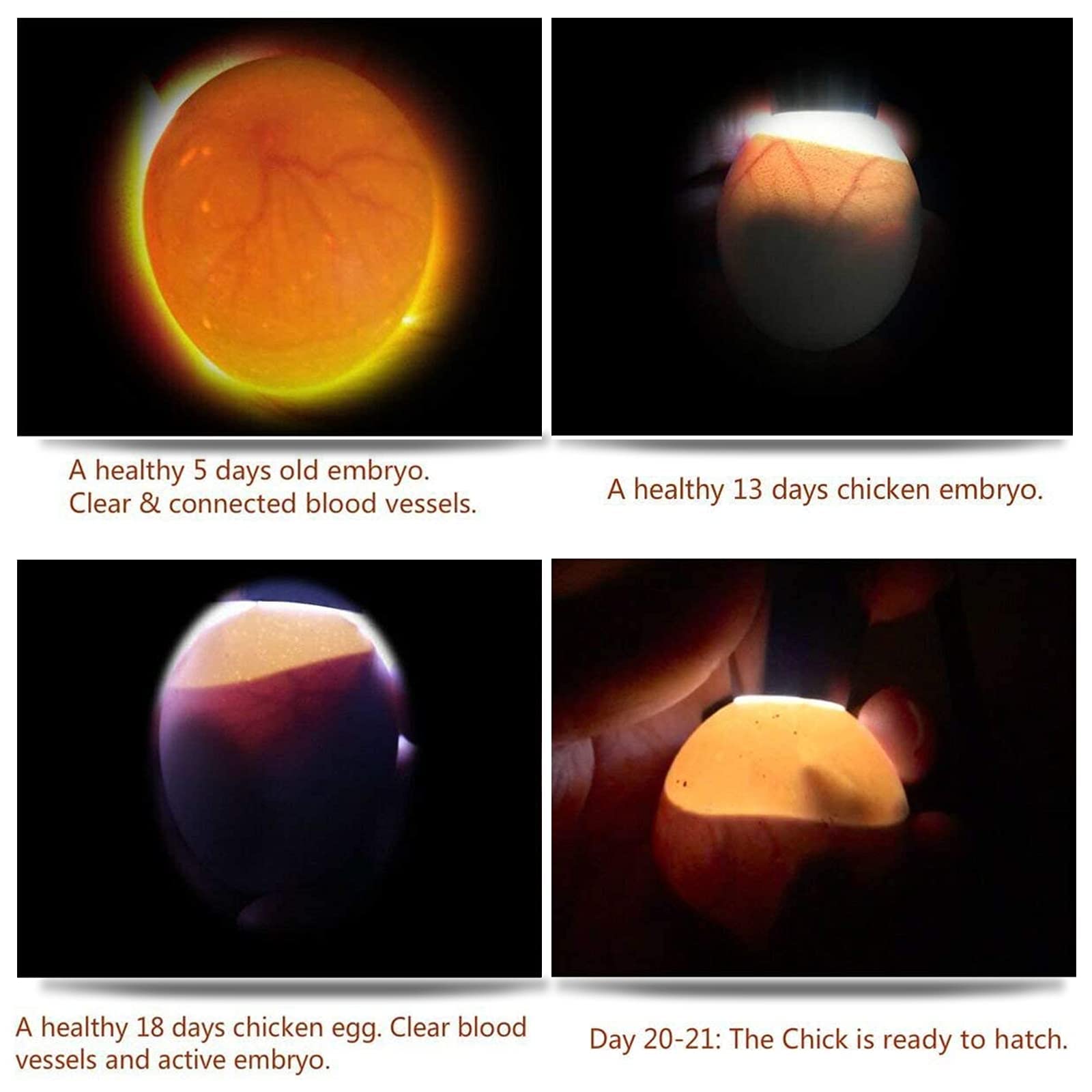 ZZBUY egg candler light doubles as a flashlight and emergency signal.