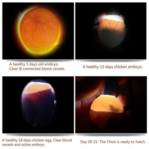 ZZBUY egg candler light doubles as a flashlight and emergency signal.