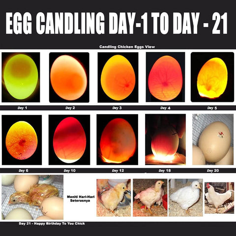 ZZBUY egg candler light USB charger enables convenient power on the go.