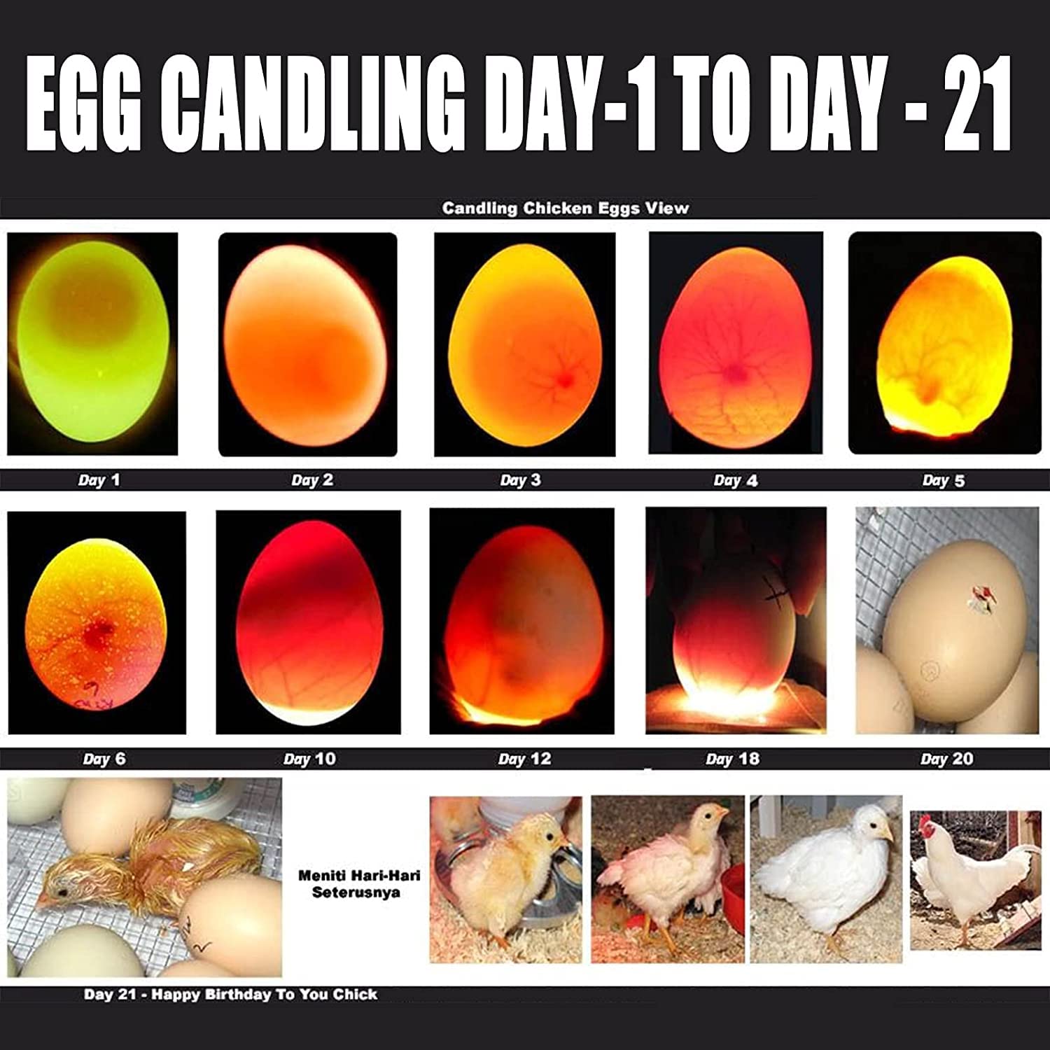 ZZBUY egg candling helps observe embryo growth in educational settings.