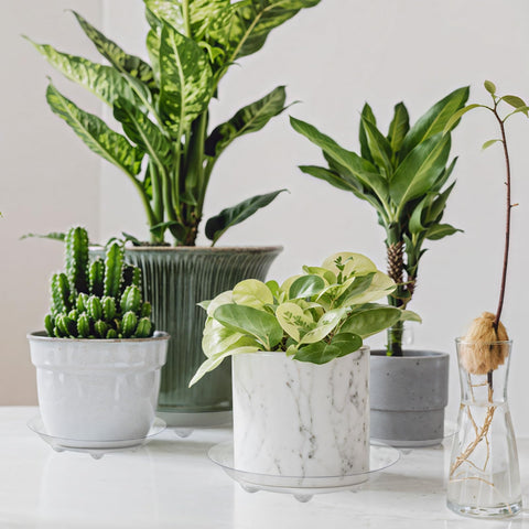 ZZPYXIA six-pack plant saucers set provides replacements as needed.