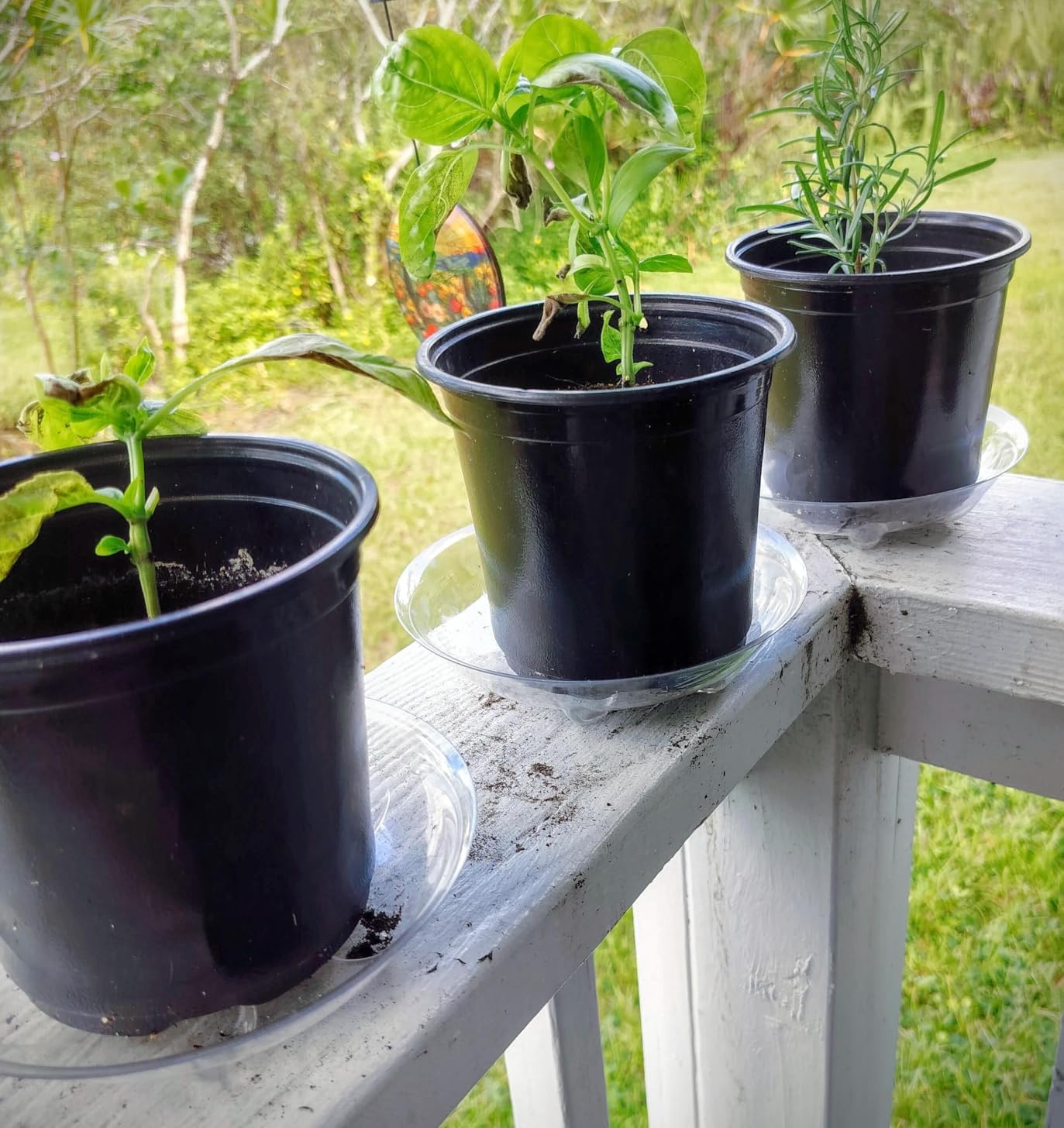 ZZPYXIA translucent drip-tray keeps watering contained.