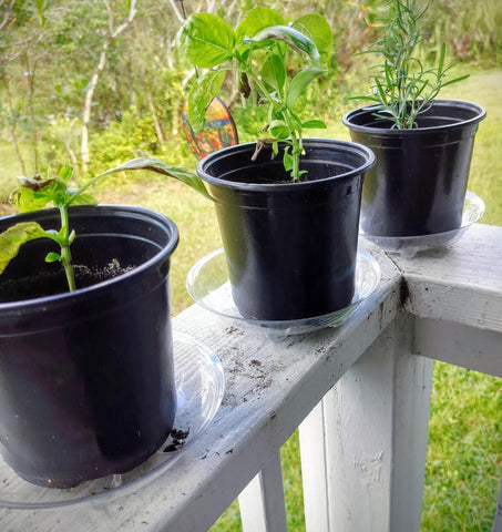 ZZPYXIA translucent drip-tray keeps watering contained.