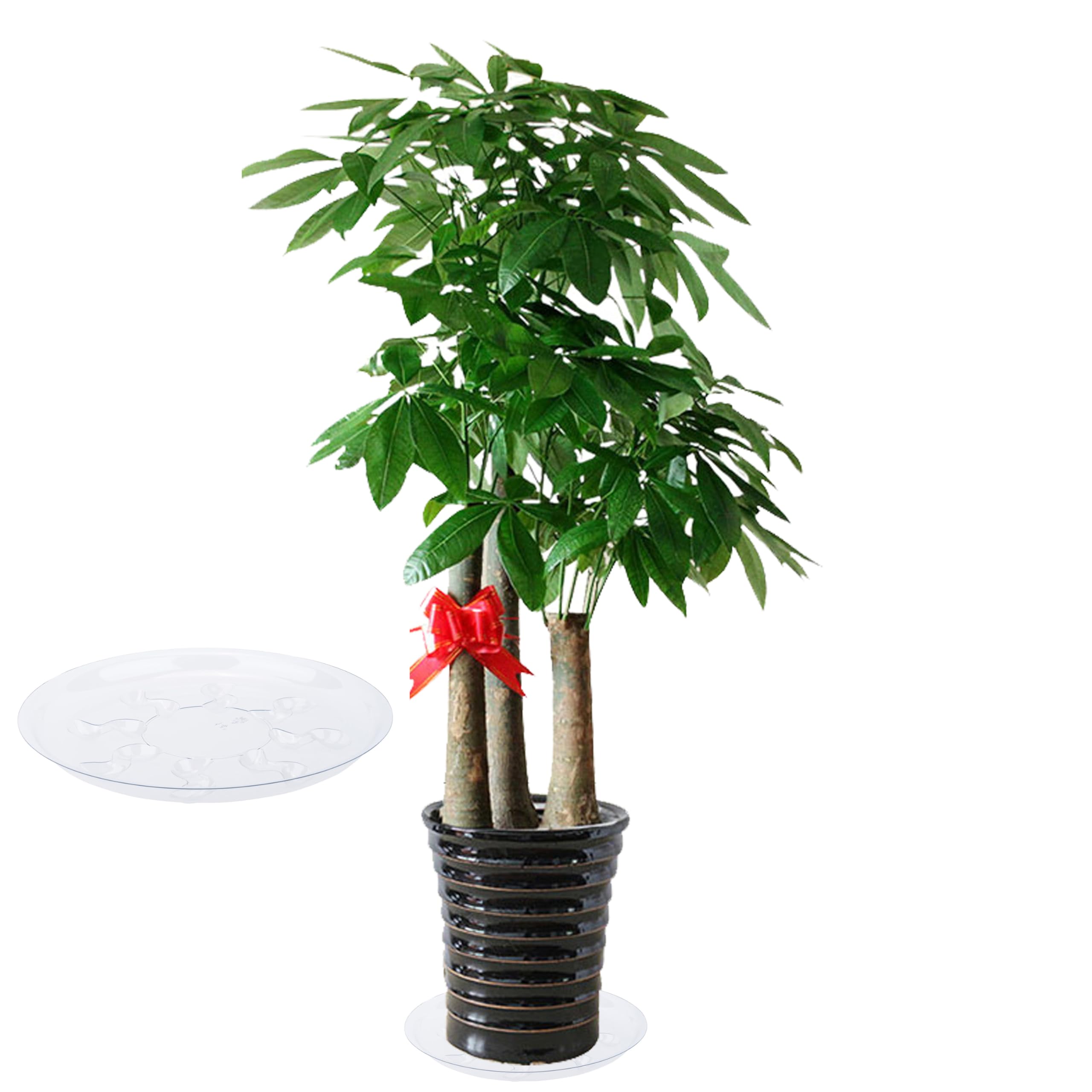 ZZPYXIA transparent bottom with petal shape accents complements indoor decor.